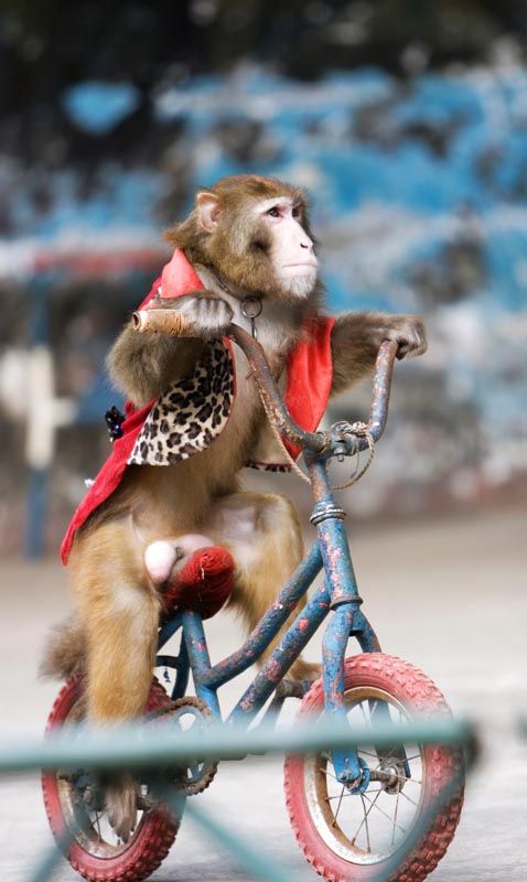 Cười vỡ bụng khi coi chuồn xe đạp điện bên trên cầu khỉ ở miền Tây