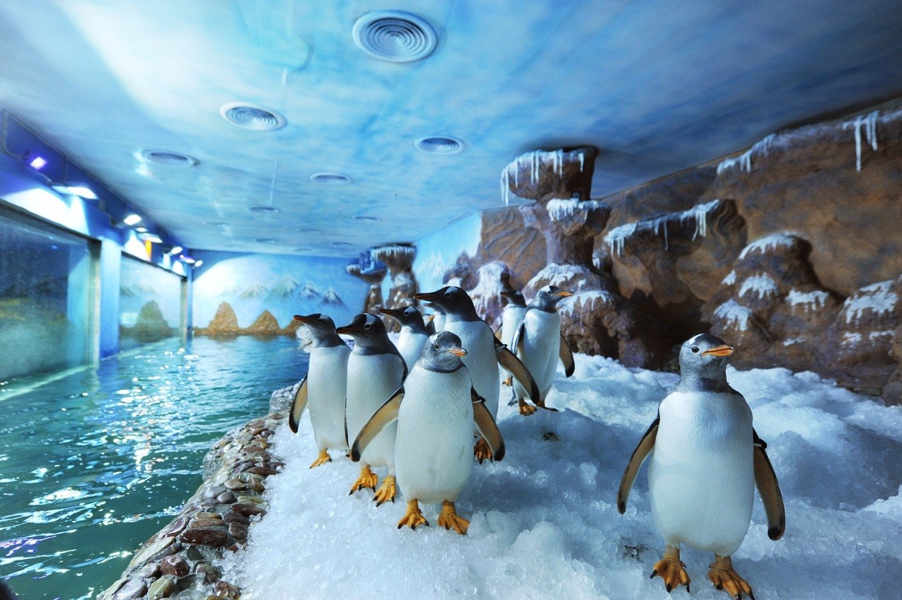 Thế giới chim cánh cụt - cung điện Băng Giá
