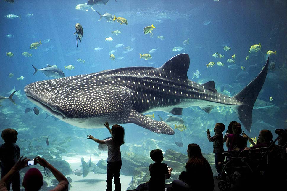 Thế giới cá mập - Cung điện Hải Vương Phú Quốc