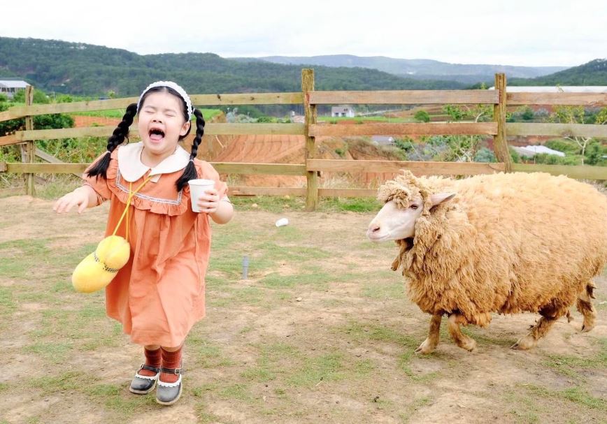 Chika Farm Đà Lạt: Nông trại cừu mới toanh cho tín đồ sống ảo 2022 